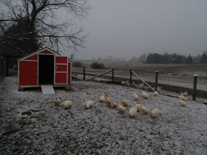 cu o coop solid, o turmă de pekins consistent poate rezista cu ușurință la temperaturi dure.