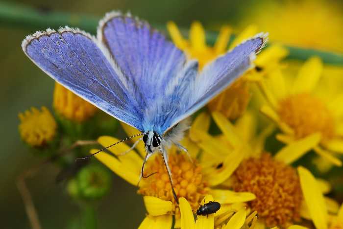 The The Common Blue (Polyommatus icarus) Butterfly may only live as long as two weeks