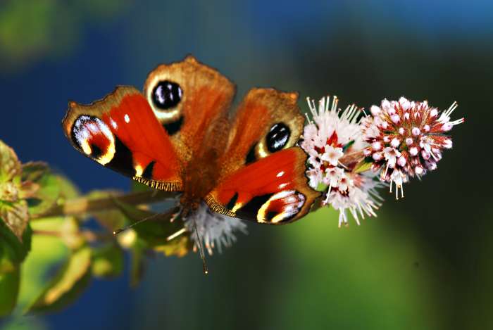 The European Peacock (Inachis io) Butterfly sucks the nectar of a wild water mint flower