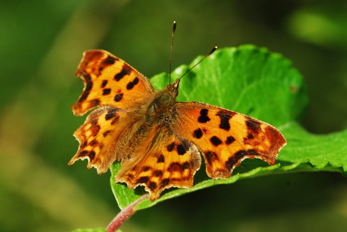 Eastern Comma Butterfly – Polygonia comma Family: Nymphalidae (Brush-footed Butterflies)