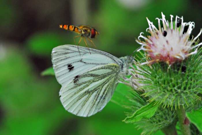 The 'nudge' is not confined to butterflies - a Hover fly tries to prevent a Green Veined Butterfly from feeding off his choice meal.