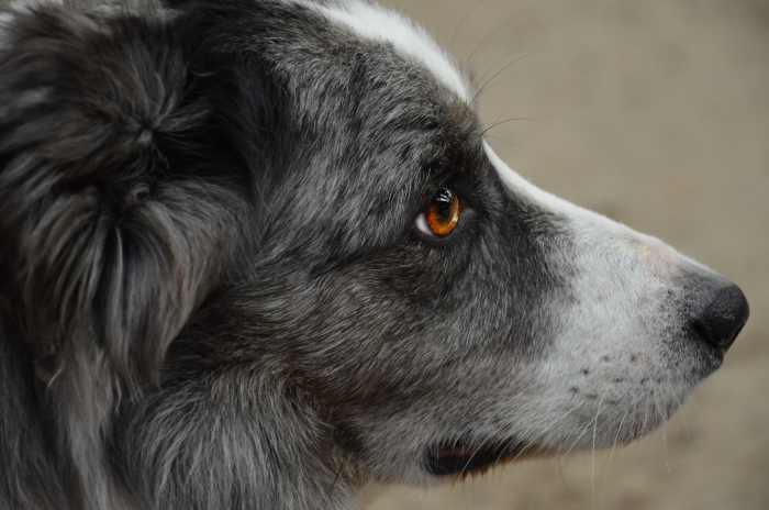 There are lots of reasons why dogs find loud noises frightening