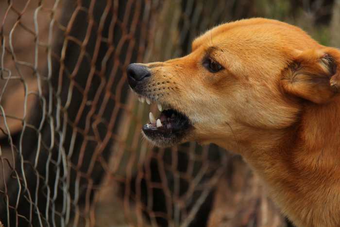 Alarm barking is a common reaction to fireworks