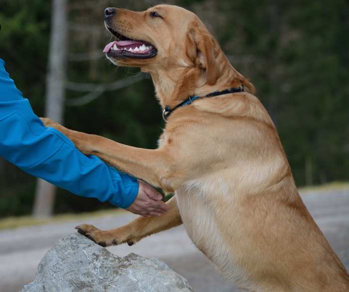 Comforting a scared dog will not worsen their fear, but can help them cope