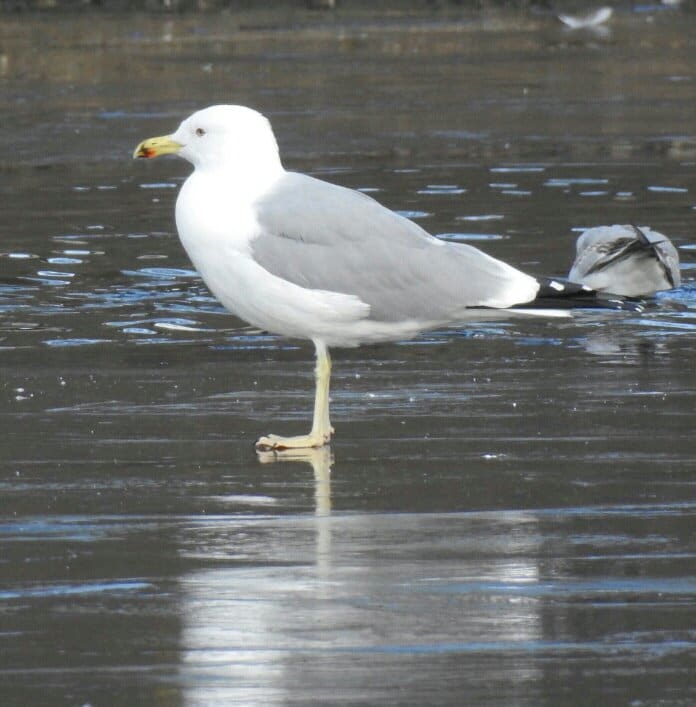 And here's the infamous Gull that has left even the foremost experts scratching their heads.