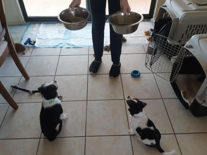 Seven-week old puppies trained to say "please" by sitting nicely for their meals.