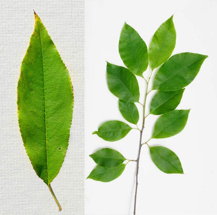 Identifying 13 Common Native Michigan Trees; Featuring Autumn Colors