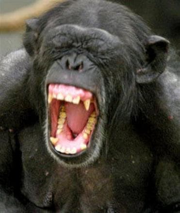 monkey chimpanzee