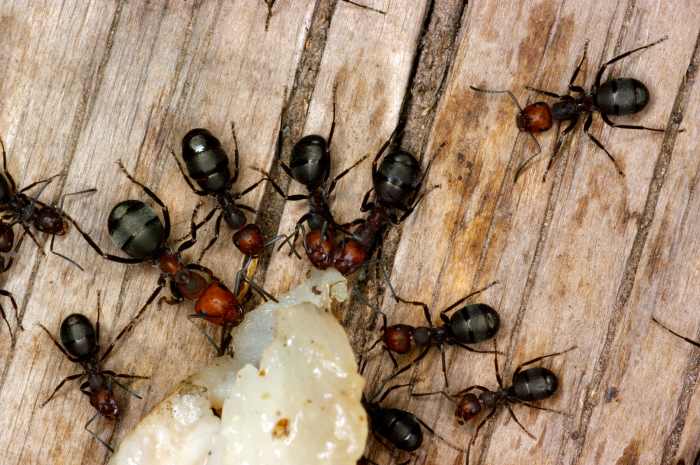 Red imported fire ants are among the most aggressive ant species in the U.S. and will not hesitate to bite if there is a threat to the colony.
