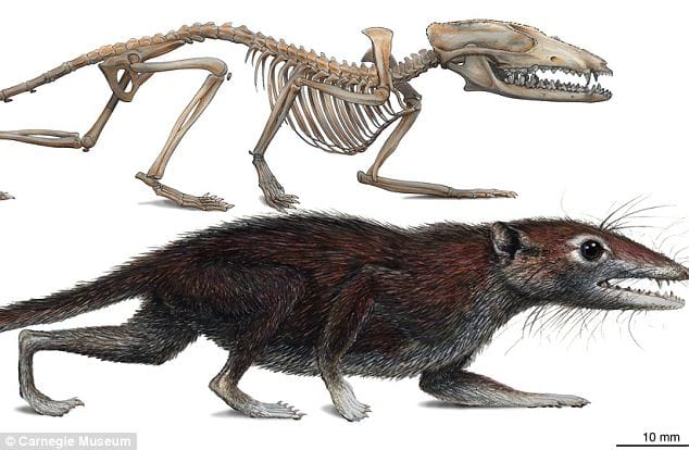 Humans evolved from a small furry mouse-like mammal that lived in trees and bushes 160 million years ago.