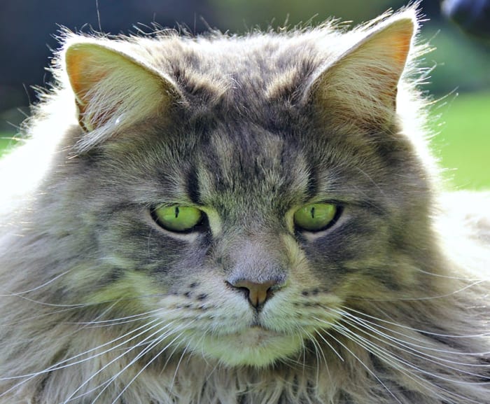 Green-eyed Maine Coon contemplates his new name.