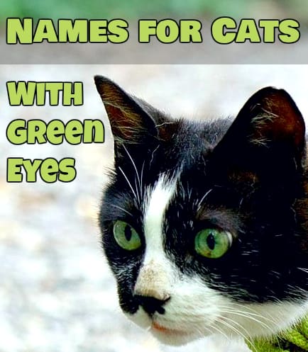 Names for Green-eyed Cats!