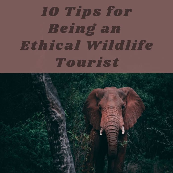 Here are some things you should consider before heading off to your next exotic wildlife tourism experience.