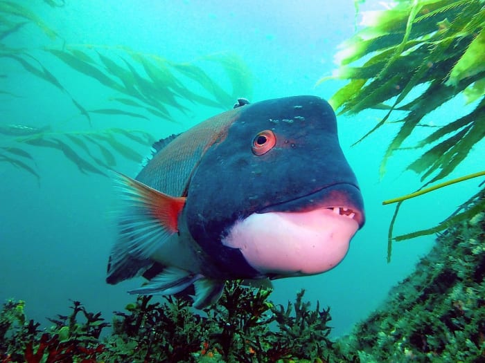 A male California sheephead