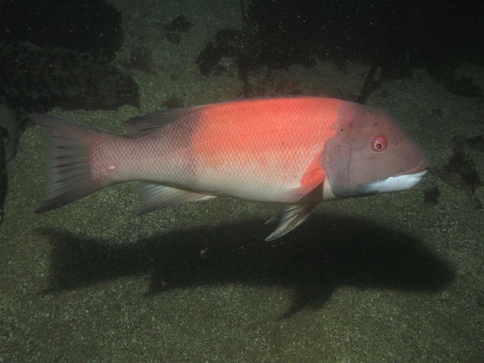 A male sheephead in La Jolla, California