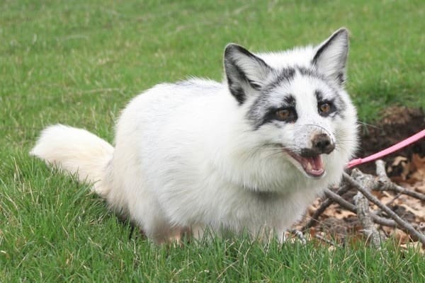 12 Pictures of Canadian Marble Foxes - HubPages