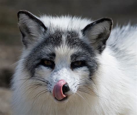 12 Pictures of Canadian Marble Foxes - HubPages