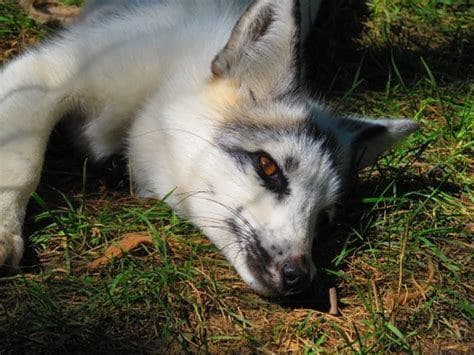 12 Pictures of Canadian Marble Foxes - HubPages