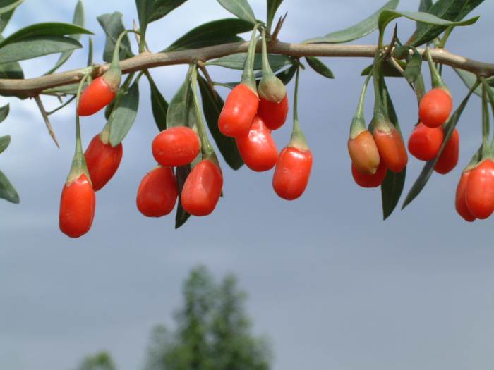 Ripe goji berries