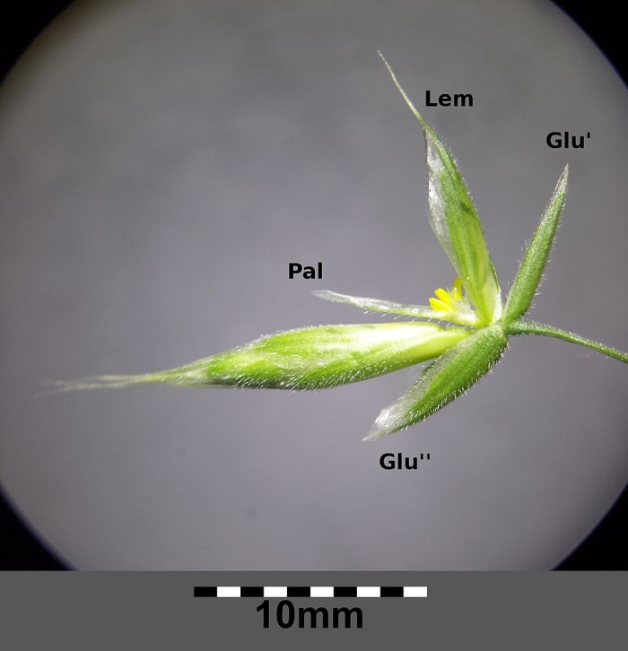 A floret inside a spikelet of Bromus hordeaceus (a member of the grass family) and an unopened spikelet