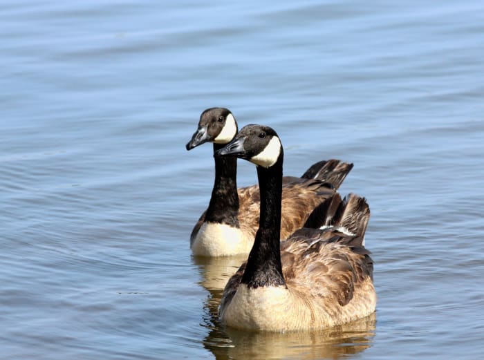 The Canada Goose: Facts and Information - Owlcation - Education