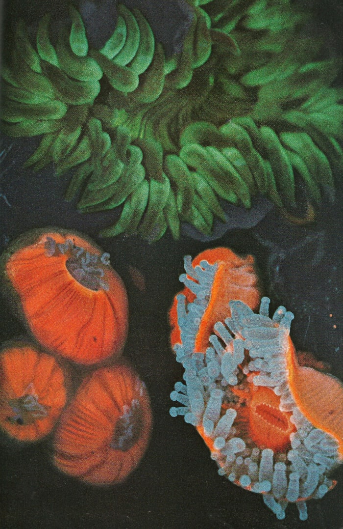 "Coral bleaching has been caused by warming from burning fossil fuels and other greenhouse gases releasing carbon dioxide into the atmosphere."