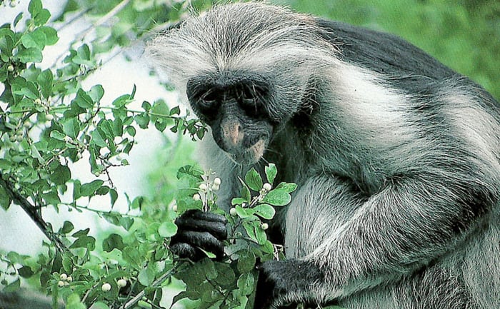 "15 billion trees cut down each year dwindling species numbers to the critical point of extinction."