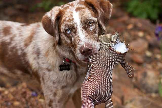 the-real-reason-dogs-go-crazy-for-squeaky-toys