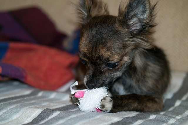 the-real-reason-dogs-go-crazy-for-squeaky-toys