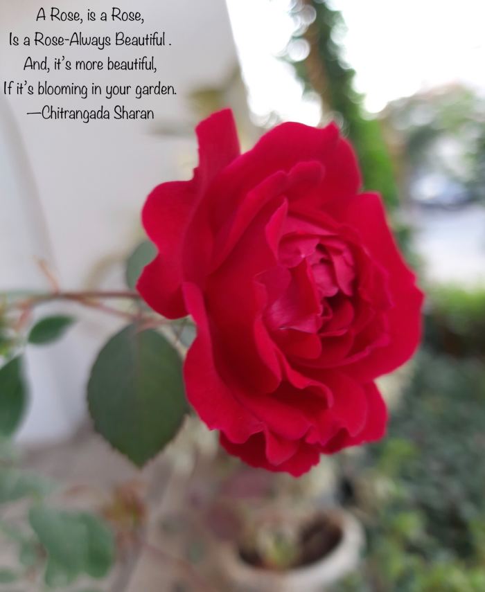 A Rose, is a Rose, is a Rose—Always beautiful. And, it’s more beautiful, if it’s booming in your garden.