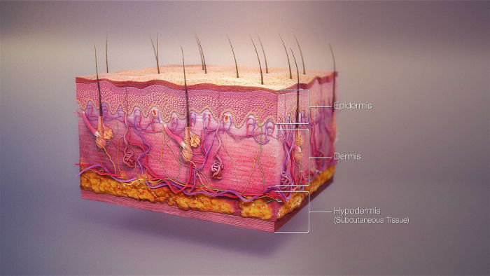 The skin comprises the dermis, the epidermis, and the subcutaneous layer, each of which has important functions.