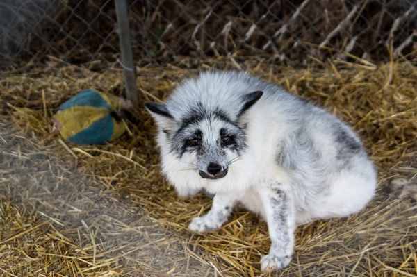The "elusive" marble fox is just a regular red fox with a cool coat color. There are many color variants of red foxes.