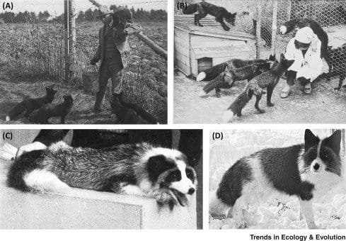 Some of the traits domesticated foxes exhibit is friendliness (affiliative behavior) and pied coats, and