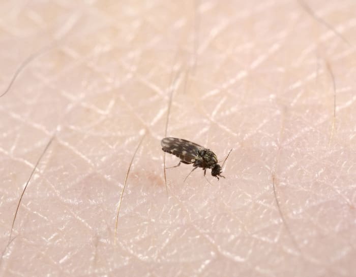 Biting midges are often referred to as no-see-ums because they are so small that they can be hard to spot.