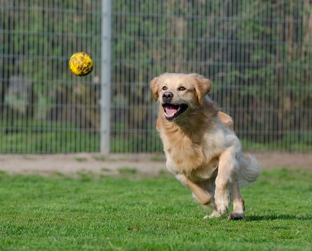 Is your dog addicted to chasing balls?