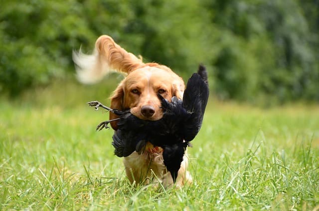 help-my-dog-is-obsessed-with-playing-fetch-ball-obsessions-in-dogs