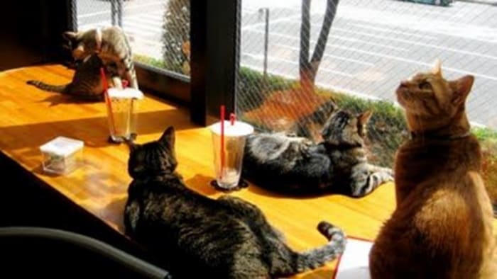 Cat Café Nekokaigi, Tokyo, Japan