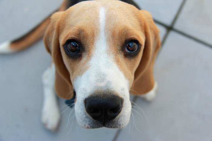 We Beg With Our Eyes, Our Interacting, Our Rituals, Our Cuteness -- For Something That We Cannot Give of Ourselves Before First Having It.