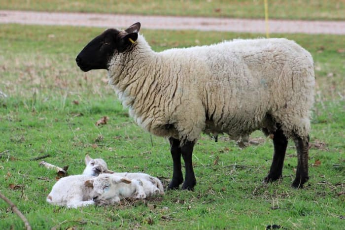 15 Best Sheep Breeds for Meat - PetHelpful