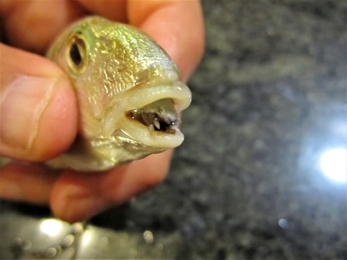 Isopod Facts, Taxonomy, and the TongueEating Louse in Fish Owlcation