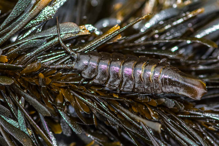 Pentidotea stenops is an isopod that lives in seaweed. This one is well camouflaged. The animal lives on the west coast of North America.