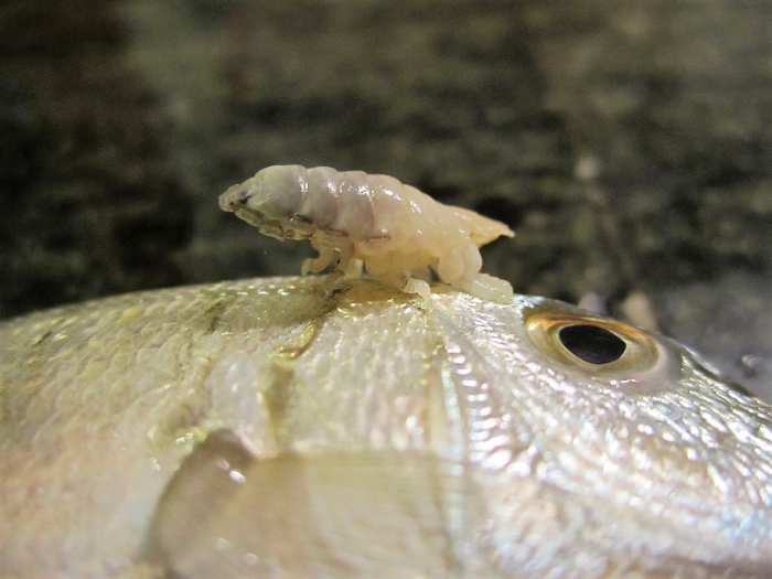 Cymothoa exigua or the tongue-eating louse outside the body of the sand steenbras that it parasitized