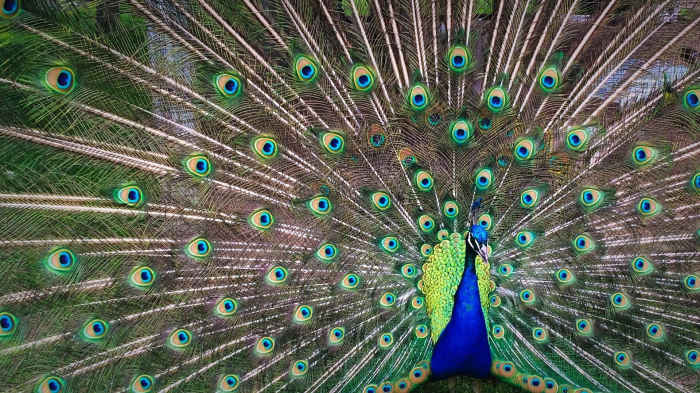 Peacocks Are Naturally Beautiful. Imitating Them Is Unnaturally Ugly -- Especially When Done by Friends