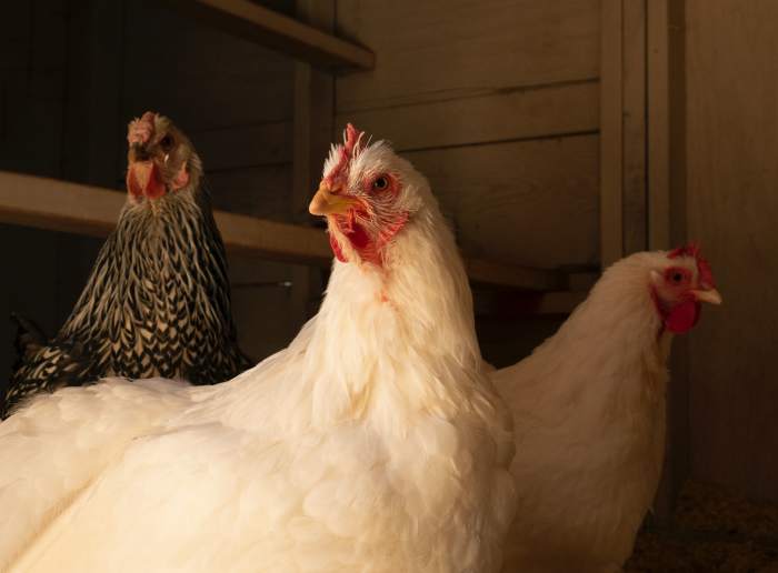 Why Your Chickens Do Not Need a Heat Lamp PetHelpful By fellow