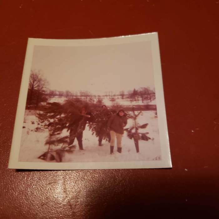 In the late 60s, we started cutting our Christmas trees from the woods and then setting them up in the house.