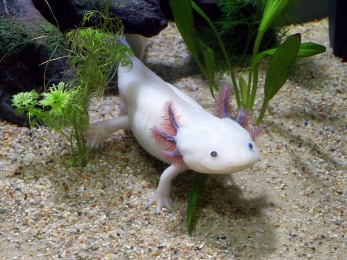 How Difficult Is It to Care for Axolotls? PetHelpful