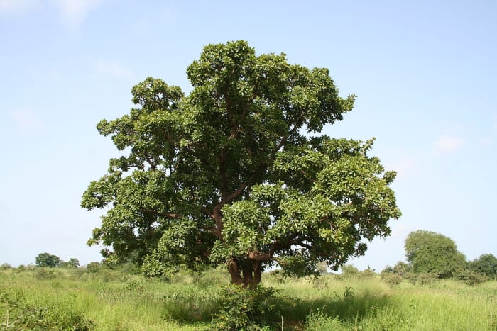 Facts About the Shea Tree and Shea Butter - HubPages