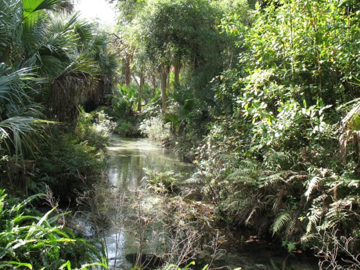Pictured here is a waterway in Juniper Springs, one of the Ocala National Forest's four recreation areas.