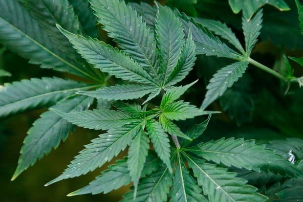 Although this is commonly thought of as marijuana that is smoked. These leaves are not smoked. The part of the cannabis that is smoked is the flower. See image below.