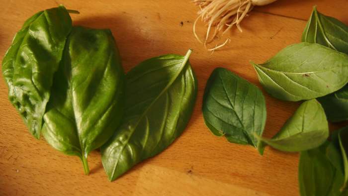 The flavor of fresh basil is far superior to the dried kind you buy off the shelf. Fresh basil sends me into a fit of ecstasy.